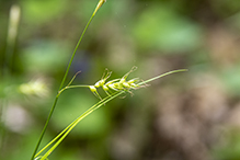 long-beaked sedge