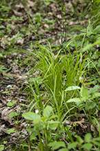 long-beaked sedge