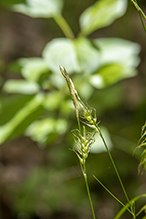 long-beaked sedge