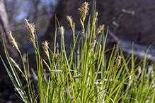 long-beaked sedge