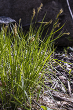 long-beaked sedge