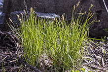 long-beaked sedge