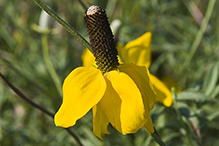 long-headed coneflower