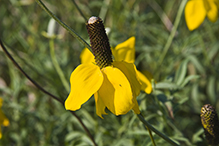 long-headed coneflower