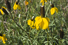 long-headed coneflower