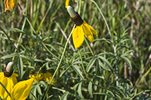 long-headed coneflower