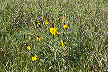 long-headed coneflower