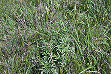 long-headed coneflower