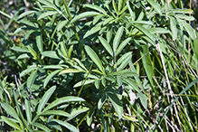 long-headed coneflower