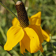 long-headed coneflower