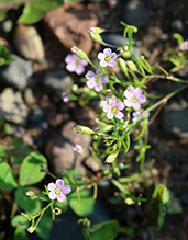 low baby’s-breath
