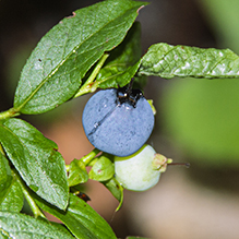 lowbush blueberry