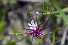 meadow garlic