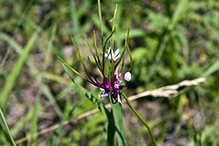 meadow garlic