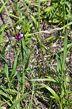 meadow garlic