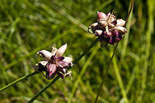 meadow garlic