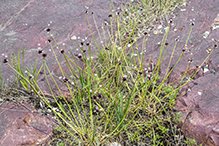 meadow garlic