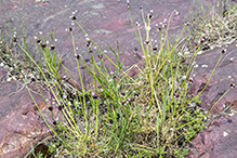 meadow garlic