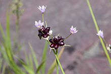 meadow garlic