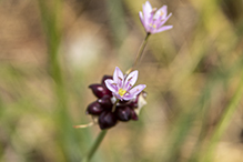 meadow garlic