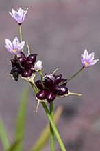 meadow garlic