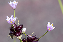 meadow garlic