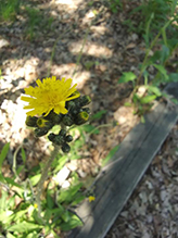 meadow hawkweed