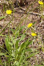 meadow hawkweed