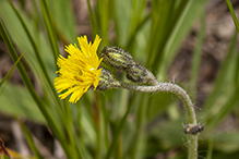 meadow hawkweed