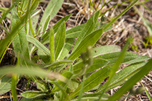 meadow hawkweed
