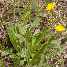 meadow hawkweed