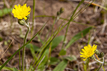 meadow hawkweed