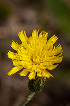 meadow hawkweed