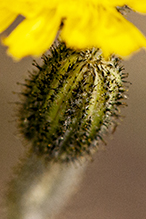 meadow hawkweed