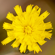 meadow hawkweed
