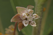 milkweed (Asclepias sp.)