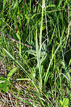 mountain death camas