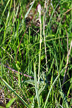 mountain death camas