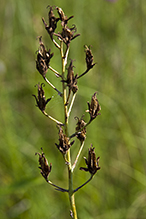 mountain death camas