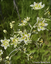 mountain death camas