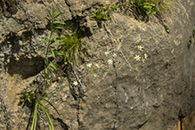 mountain death camas