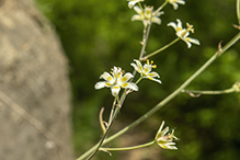 mountain death camas