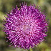 musk thistle