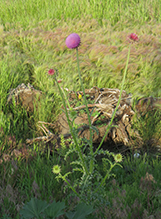 musk thistle