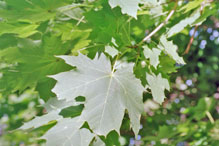 Norway maple