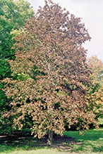 Norway maple