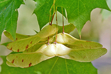 Norway maple