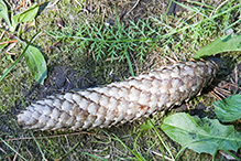 Norway spruce