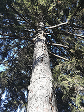 Norway spruce