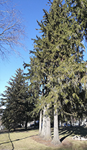 Norway spruce